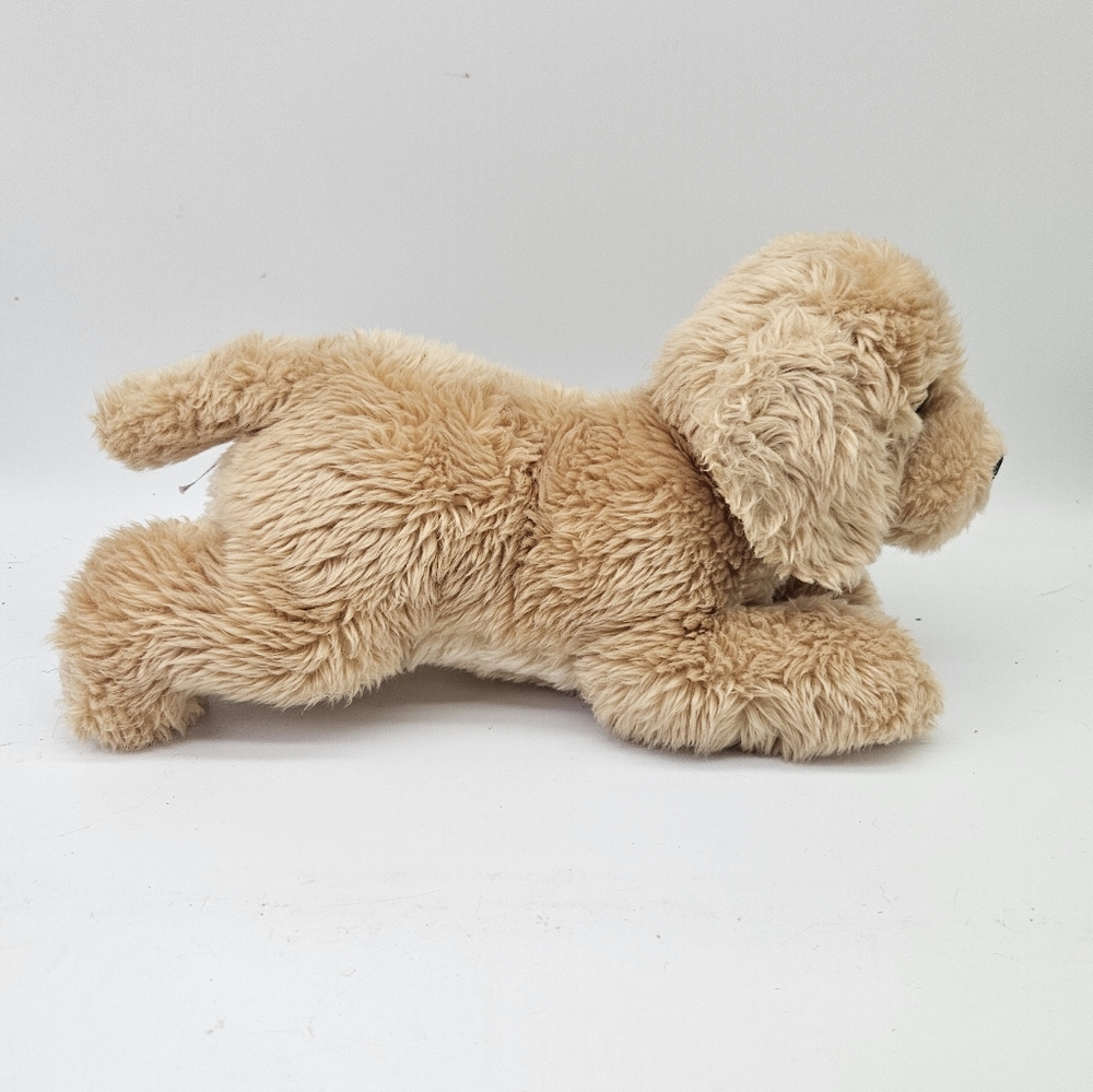 Aurora Golden Retriever Puppy